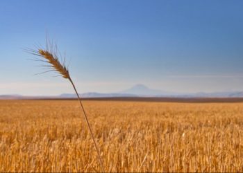 تفاصيل نتيجة اتفاق “إسطنبول” حول قضية الحبوب الأوكرانية