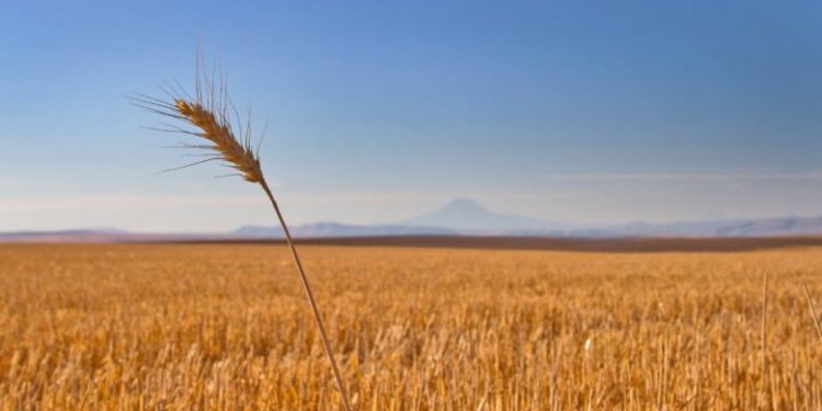 روسيا ترى أن مفاوضات إسطنبول حول الحبوب مستمرة