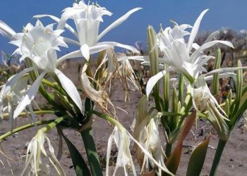 تركيا.. 80 ألف ليرة عقوبة الاضرار بزهرة معرضة للانقراض