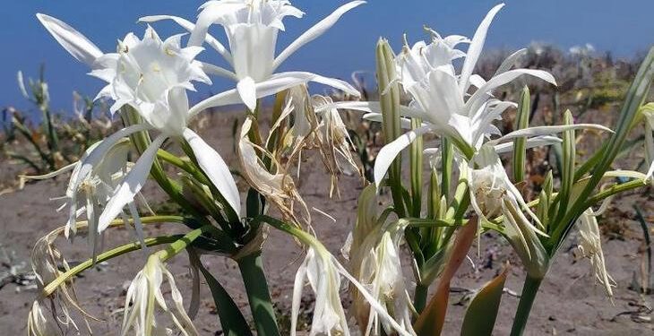 تركيا.. 80 ألف ليرة عقوبة الاضرار بزهرة معرضة للانقراض