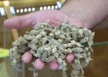 كيلو البامية المجففة في تركيا يقترب من سعر جرام الذهب!