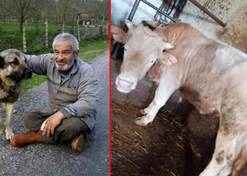 وفاة تركي بأزمة قلبية حزنًا على بقرة!