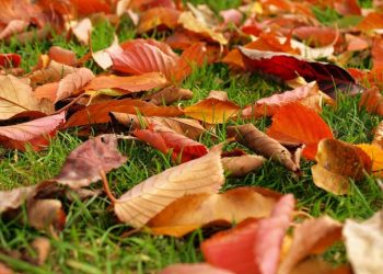 بلدية تركية تمنع إزالة أوراق “الخريف”