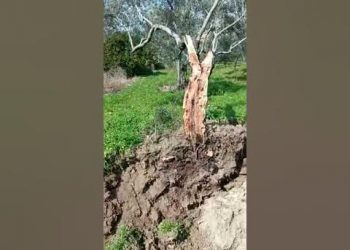 شاهد.. الزلزال يشطر شجرة زيتون إلى قطعتين ويفصلهما عن بعضهما 15 مترًا