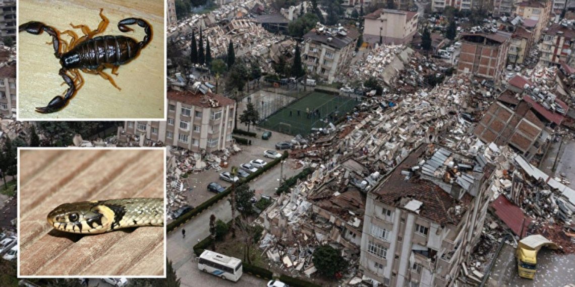 شكاوى من لدغات العقارب والثعابين بمنطقة الزلزال