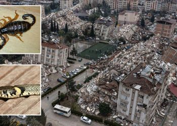 شكاوى من لدغات العقارب والثعابين بمنطقة الزلزال