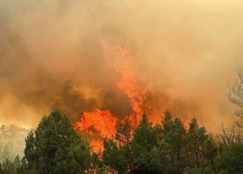 حرائق الغابات مستمرة في ولاية بولو لليوم الثالث على التوالي