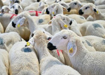 أكثر من 3 مليون رأس ماشية حصيلة الأضاحي في تركيا