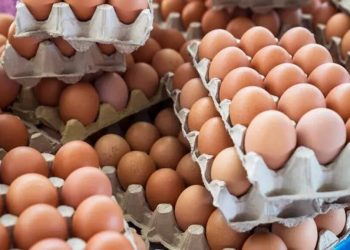 سعر البيض في تركيا يرتفع 20 ليرة خلال عام واحد