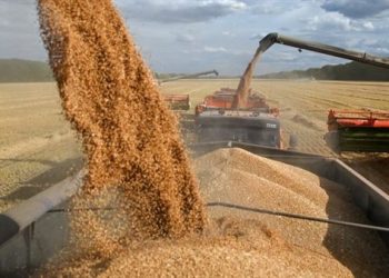 كييف تدعو مصر للانضمام إلى برنامج “الحبوب من أوكرانيا” الإنساني