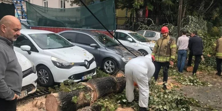 إسطنبول تشهد أمطارًا غزيرة ورياحًا قوية تقتلع الأشجار