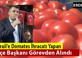 قيادي بحزب السعادة يصدر الطماطم إلى إسرائيل