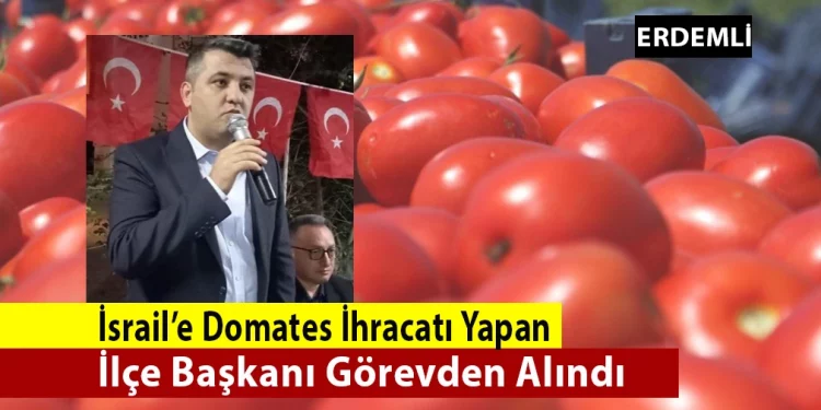 قيادي بحزب السعادة يصدر الطماطم إلى إسرائيل