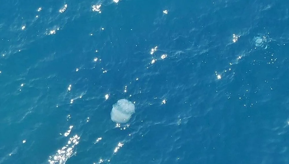 انجراف قناديل البحر من سوريا ولبنان إلى أنطاليا