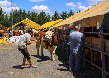 بسبب ذبح الأضاحي؛ إصابة 16 ألف شخص في تركيا