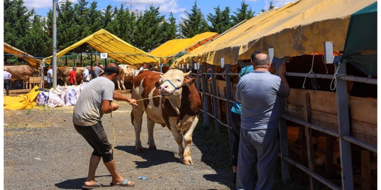 بسبب ذبح الأضاحي؛ إصابة 16 ألف شخص في تركيا