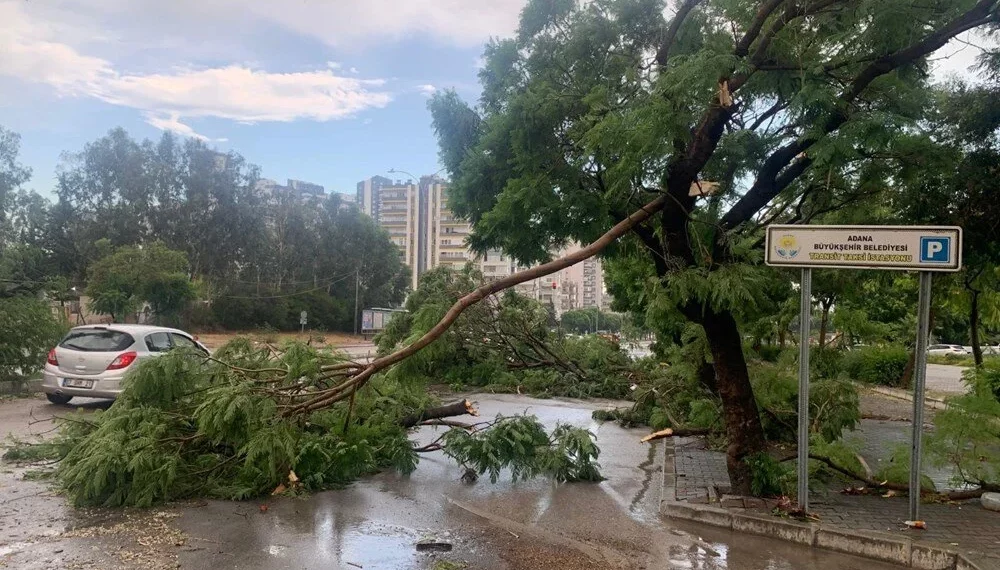 تطيح بالأشجار وتشل الحياة.. عاصفة مرعبة في أضنة