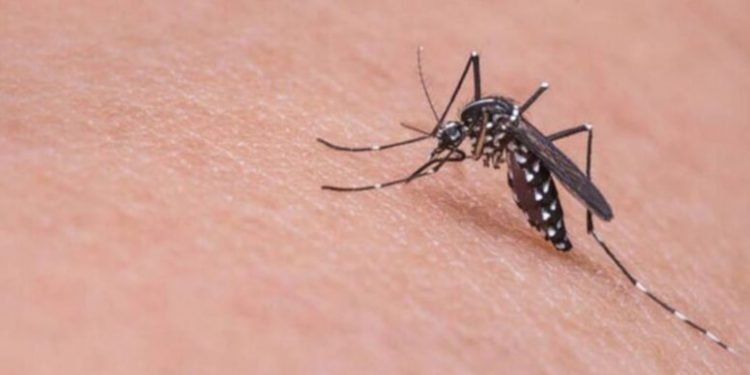 فيروس غرب النيل يصل الحدود التركية