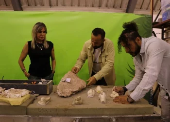 اكتشاف جمجمة خنزير عملاقة عمرها 8 ملايين سنة في قيصري