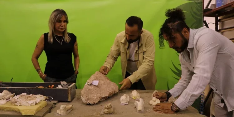 اكتشاف جمجمة خنزير عملاقة عمرها 8 ملايين سنة في قيصري