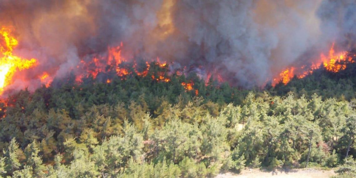 أسباب تزايد حرائق الغابات في تركيا