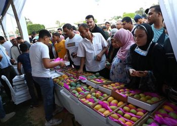 المانجو يزين الأسواق في مصر ويصل بريطانيا وروسيا