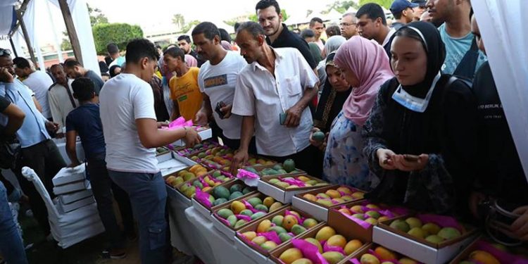 المانجو يزين الأسواق في مصر ويصل بريطانيا وروسيا