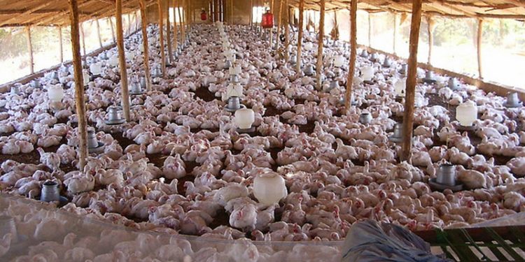 تركيا.. زيادة إنتاج الحليب ولحوم الدجاج