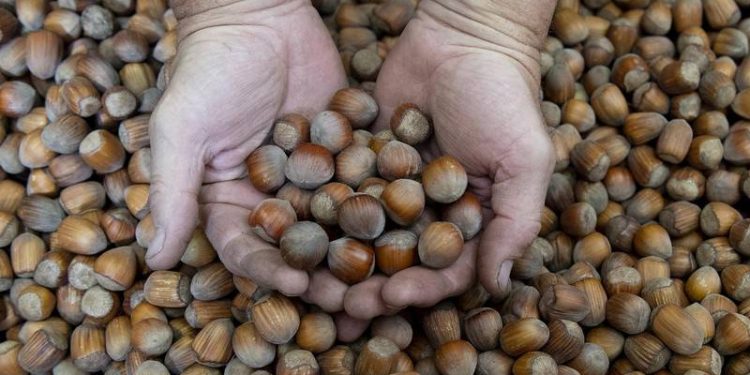 صادرات تركيا من البندق تقترب من 2.5 مليار دولار سنويًّا