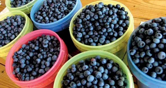 “التوت الأزرق” فاكهة تنمو في تركيا وتكافح السرطان