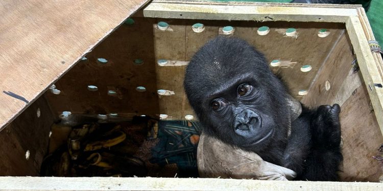 غوريلا في مطار إسطنبول!