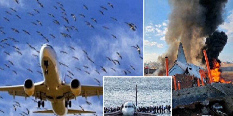 لماذا يشكل الاصطدام بطائر خطرًا على الطائرات؟