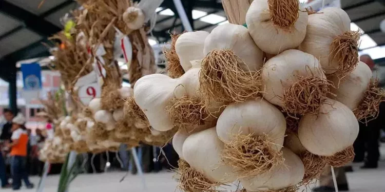 سعر الثوم ينافس اللحوم في تركيا