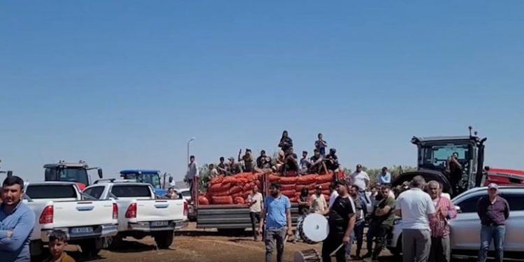 المزارعون الأتراك يتظاهرون ضد الحكومة بإتلاف محاصيلهم