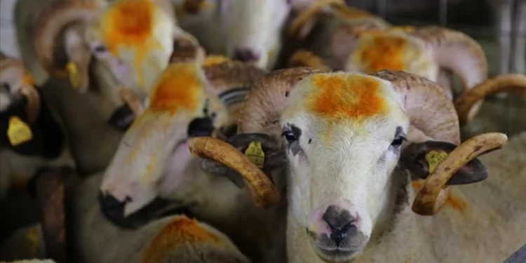 شراء الأضاحي أصبح رفاهية في تركيا