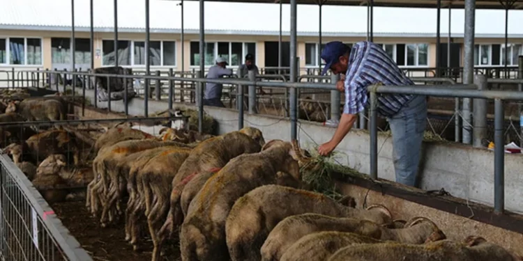 تركيا.. أسعار أضاحي العيد ترتفع بنسبة 1417% خلال 7 سنوات