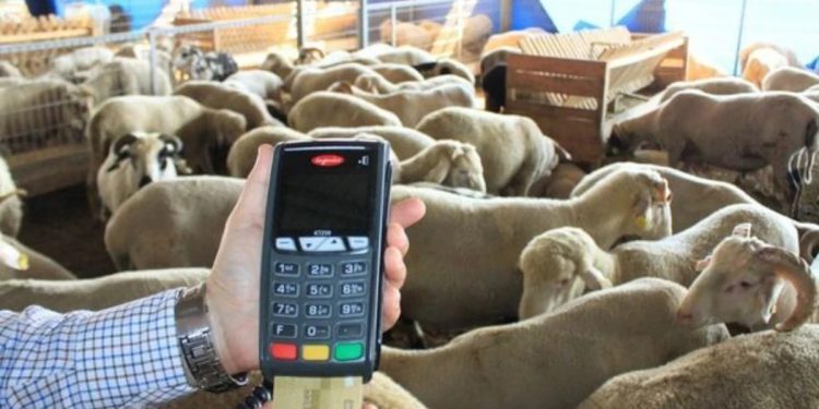 هل يجوز شراء الأضحية بالتقسيط