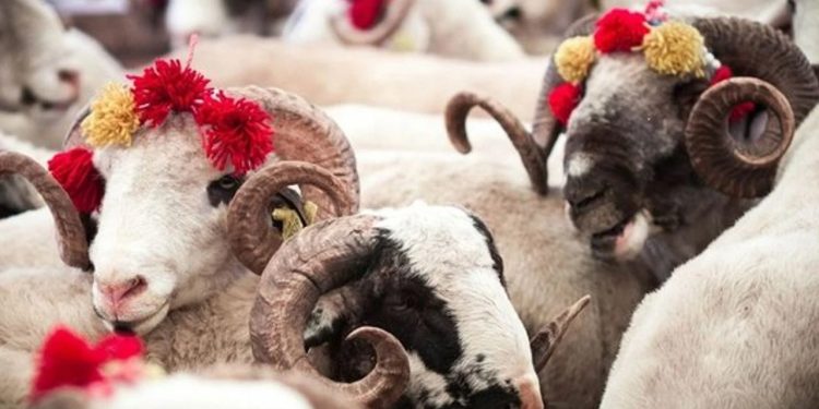 الشؤون الدينية التركية تحذر من ذبح الأضاحي في هذا الموعد..