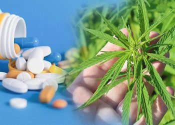 تركيا تشرع بيع منتجات القنب الطبي رغم التحذيرات