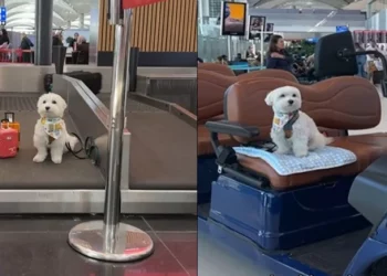 الكلب “توفو” الأكثر سفراً في العالم يتوقف بمطار إسطنبول