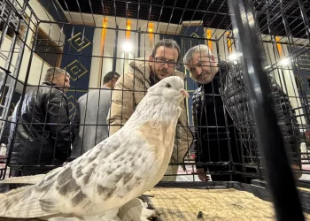 حمام بأسعار شقق سكنية.. “بورصة” الطيور في أنقرة تصل إلى 7 ملايين ليرة