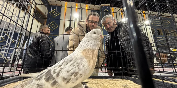 حمام بأسعار شقق سكنية.. “بورصة” الطيور في أنقرة تصل إلى 7 ملايين ليرة