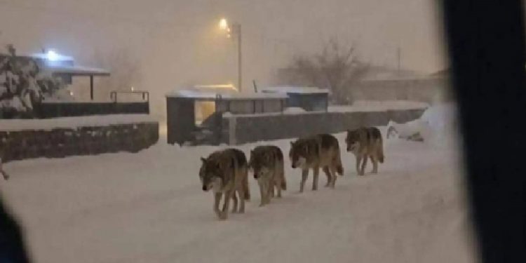 ذعر في ديار بكر التركية بعد تكرار ظهور الذئاب في المدينة