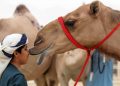 هوية وشريحة إلكترونية.. السعودية تنظم قطاع الإبل بـ “هويات تعريفية”