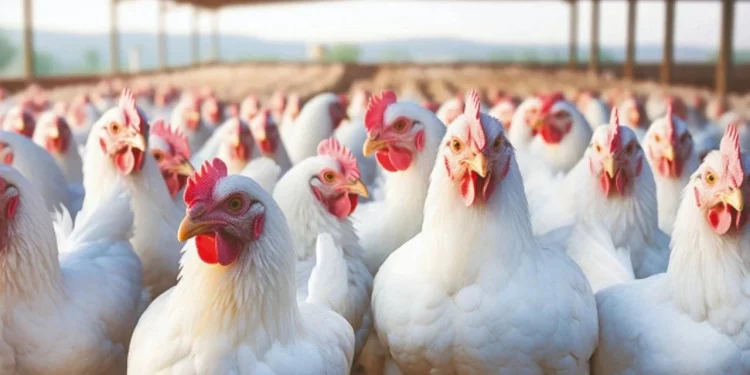 تركيا توقف تصدير الدواجن لضبط الأسعار قبيل شهر رمضان