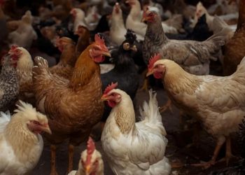 أسعار جنونية.. حملة لمقاطعة شراء الدجاج  في سوريا