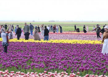 400 ألف زائر يودعون “أكبر حقل زهور” في تركيا