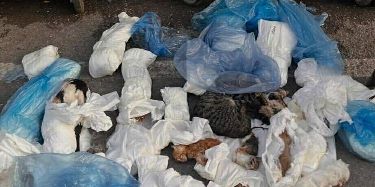 العثور على 33 قطة ميتة داخل أكياس في إزمير
